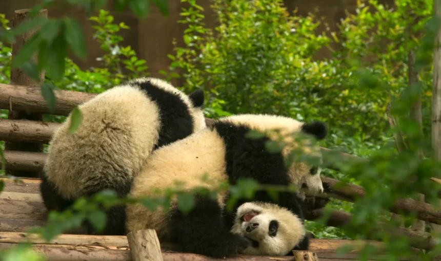 Chengdu Dujiangyan Panda Valley vs Other Sichuan Panda Bases: Which Offers the Best Experience