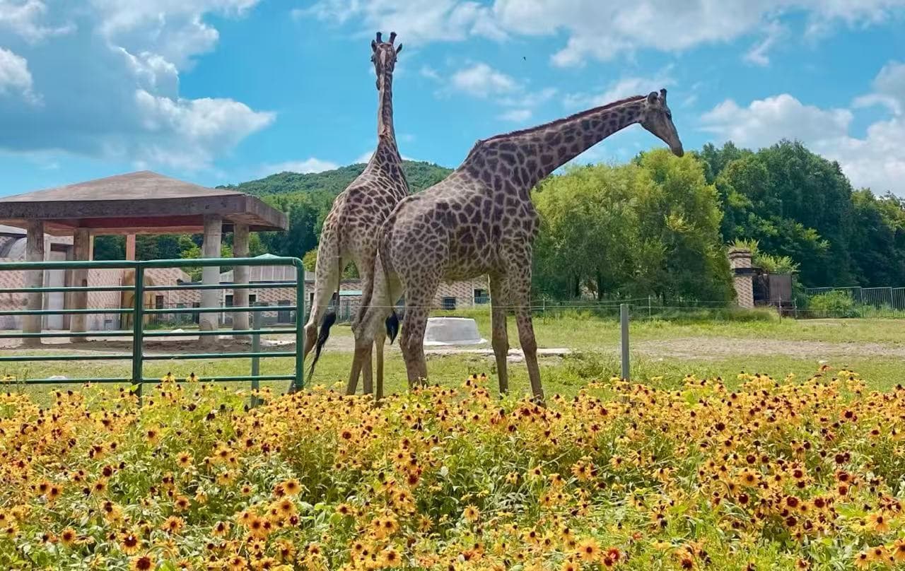 Two giraffes stand in a field of yellow flowers inside a fenced enclosure under a blue sky with clouds in the background.