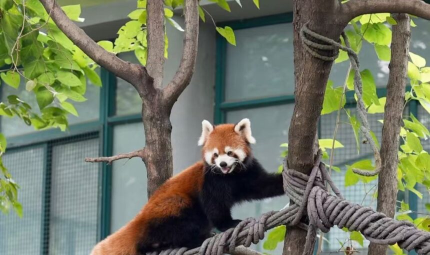 Shanghai Zoo Experience: Practical Advice for Travelers
