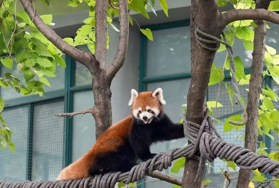 Shanghai Zoo,Shanghai,Chinatour Red panda perched on a thick rope between tree trunks in a leafy outdoor setting, with a building in the background.