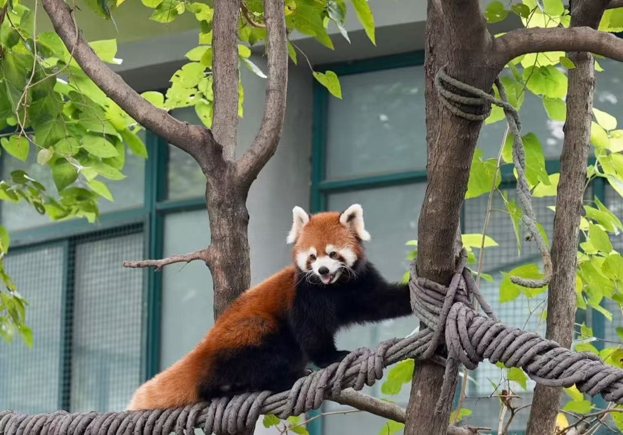 Shanghai Zoo,Shanghai,Chinatour Red panda perched on a thick rope between tree trunks in a leafy outdoor setting, with a building in the background.