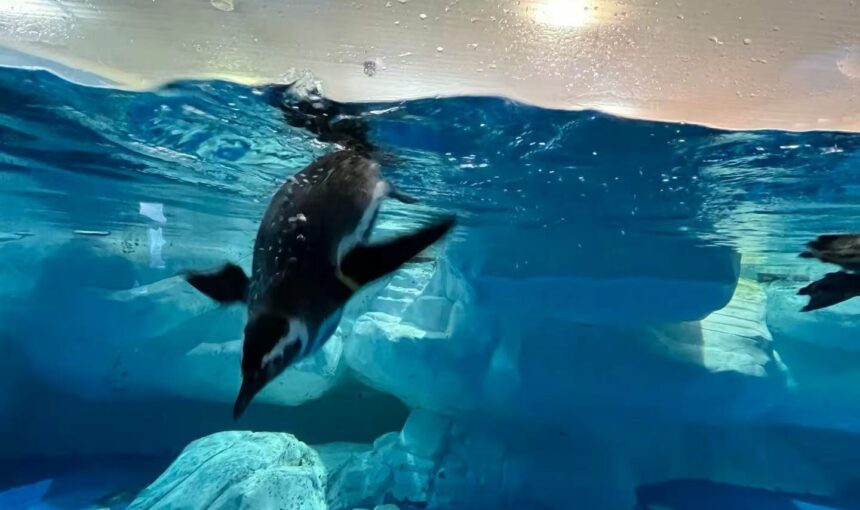 Shanghai Ocean Aquarium Ticket Prices, Opening Times and Getting There