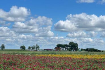 Field of red flowers in the foreground with a yellow strip, a small wooden shelter and distant trees under a blue, cloudy sky.