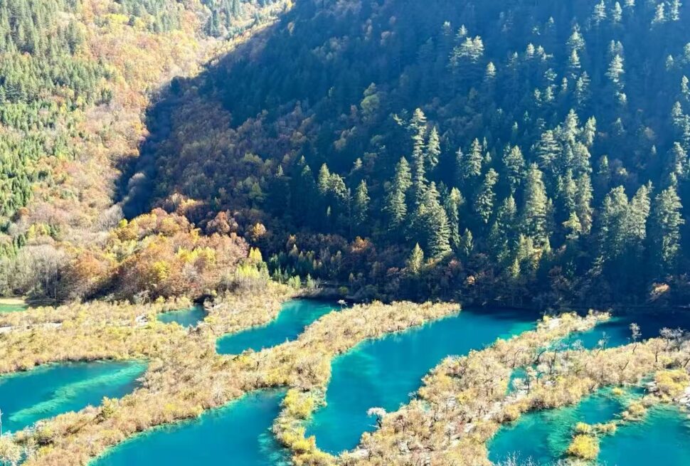 Jiuzhaigou,Western Sichuan,Chinatour Aerial view of a turquoise river winding through a forested canyon with autumn-colored foliage on the hillsides.