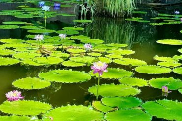 Calm pond densely covered with bright green lily pads and pink water lilies blooming amid the pads.