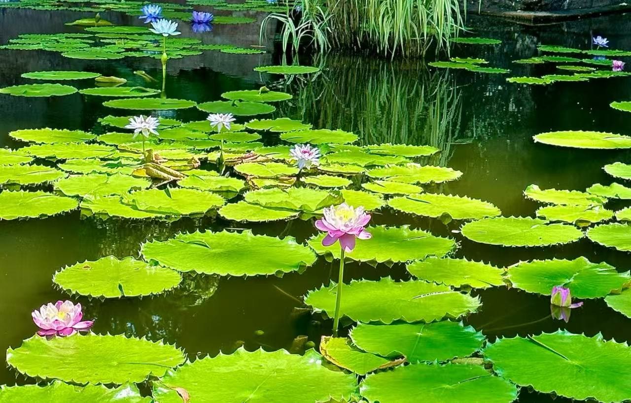 Calm pond densely covered with bright green lily pads and pink water lilies blooming amid the pads.