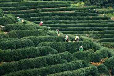 Longjing Tea Plantations,Hangzhou,Chinatour Terraced tea plantation with workers wearing conical hats picking leaves along neatly trimmed hedges on green terraces.