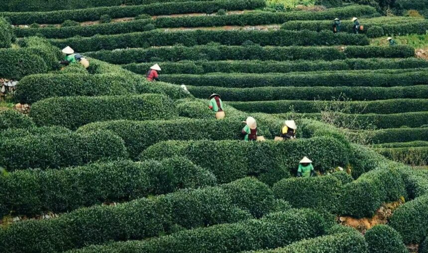 A Traveler’s Guide to Visiting Hangzhou’s Longjing Tea Plantations