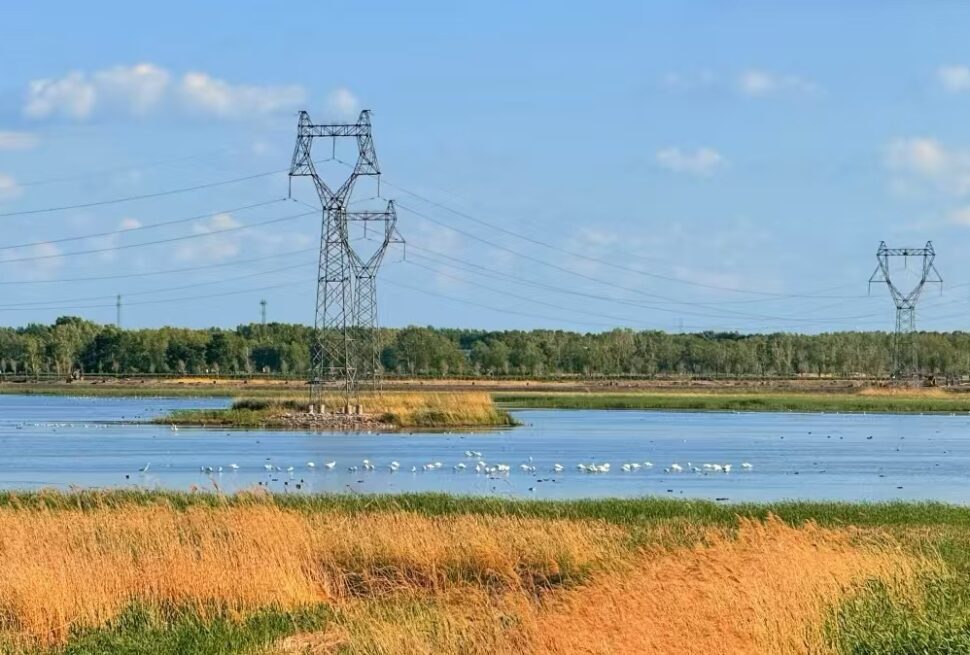Wide lake scene with tall lattice power transmission towers, grassy foreground, and a flock of white birds on the water under a blue sky.