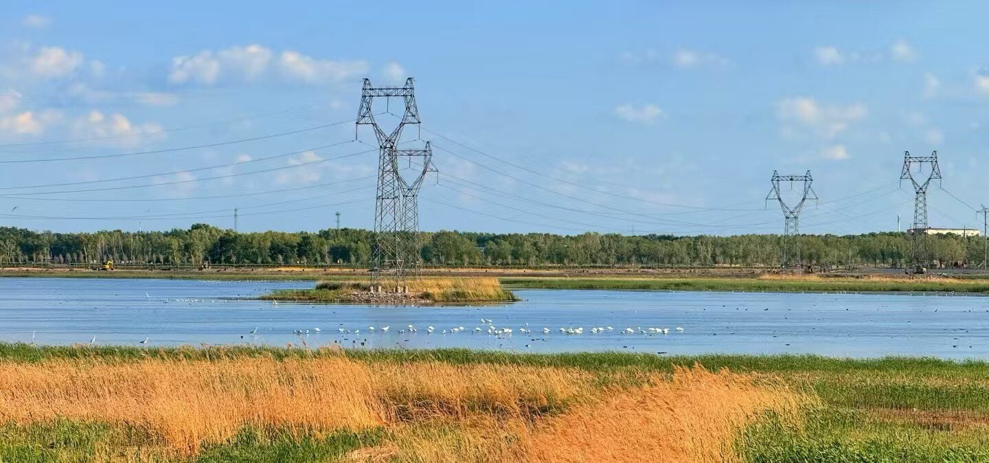 Wide lake scene with tall lattice power transmission towers, grassy foreground, and a flock of white birds on the water under a blue sky.