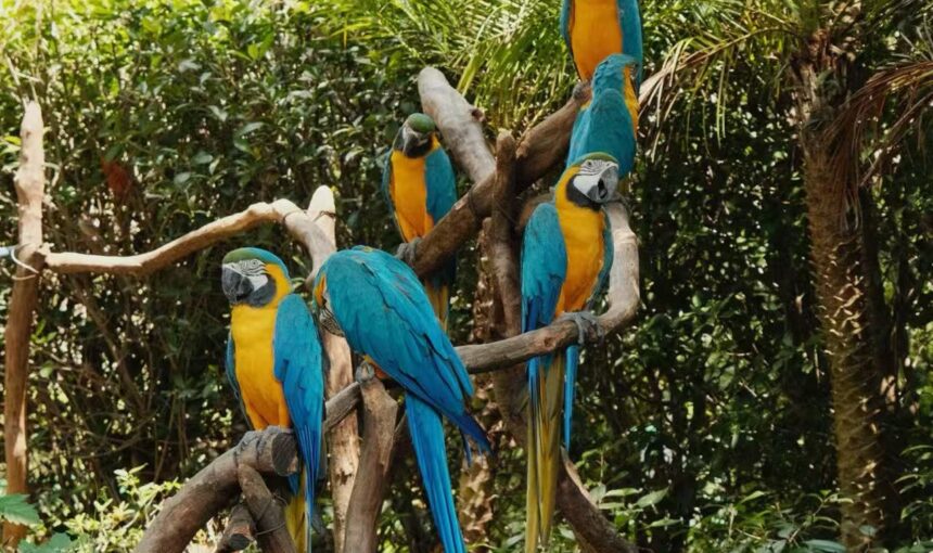 Hangzhou Safari Park Tickets: A Visitor’s Booking Handbook