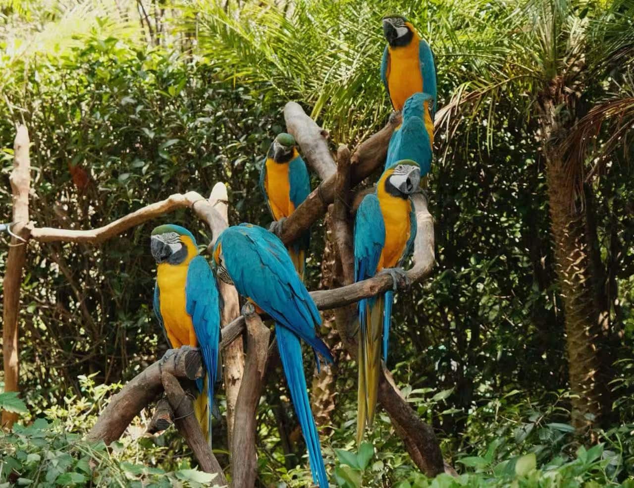 Hangzhou Safari Park,Hangzhou,Chinatour Several blue-and-yellow macaws perched on brown branches in a lush green enclosure.