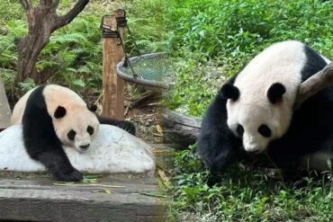 Two giant pandas resting on rocks in a green enclosure, one leaning on a rock and the other sitting nearby.