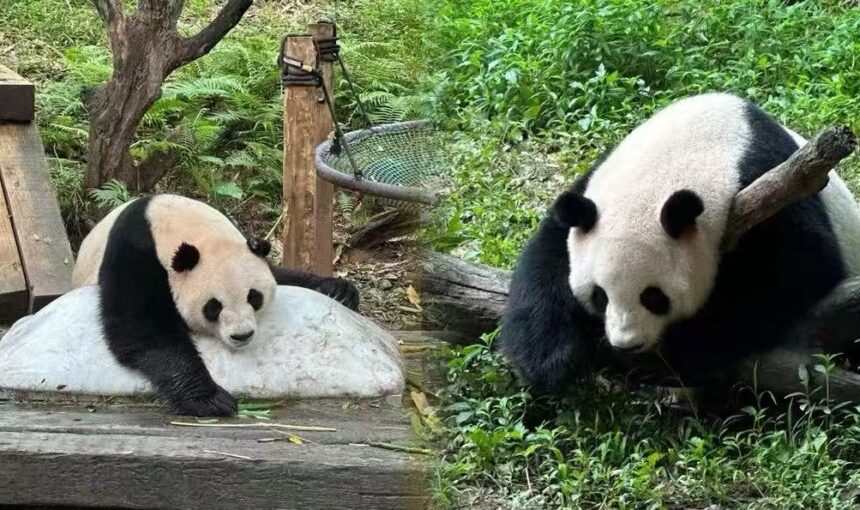 Family-Friendly Tips for Exploring Guangzhou Chimelong Safari Park