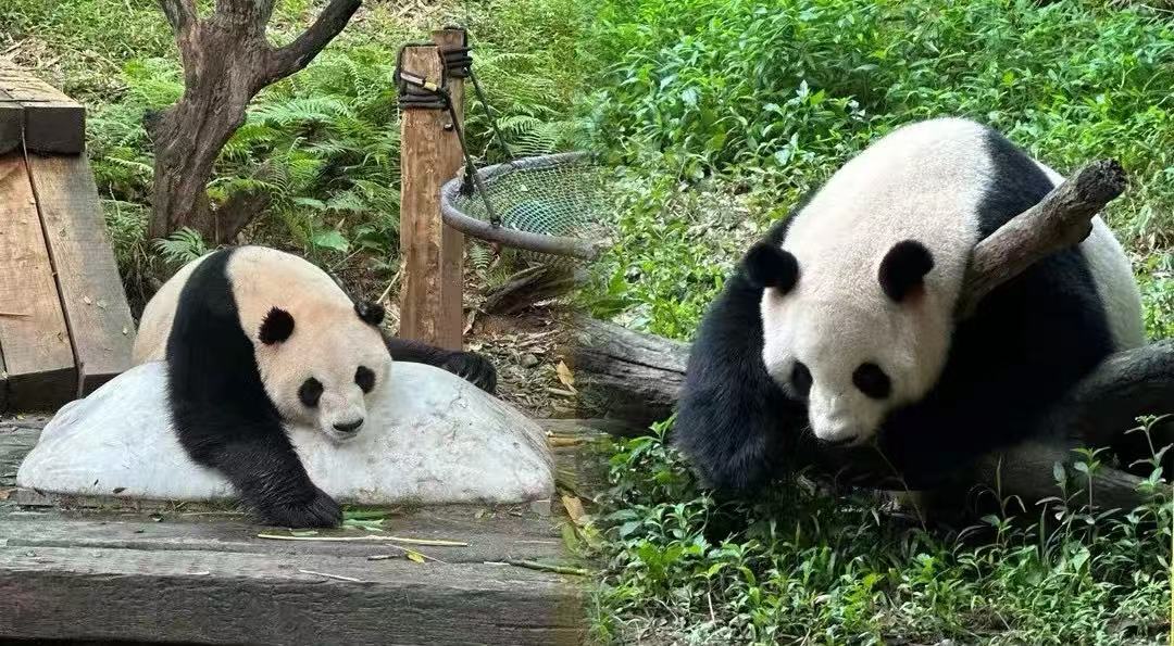 Guangzhou Chimelong Safari Park,Guangzhou,Chinatour Two giant pandas resting on rocks in a green enclosure, one leaning on a rock and the other sitting nearby.