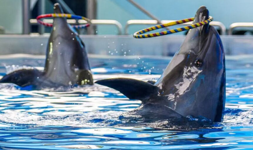 Guangzhou Ocean World ticket guide for families