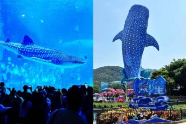 Chimelong Ocean Kingdom,Zhuhai,Chinatour Split image: left shows a spotted whale shark swimming in a blue aquarium with people taking photos; right shows a tall blue whale statue with white spots at a theme park.