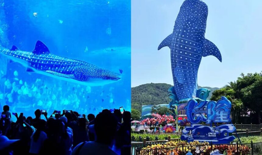 Your Guide to Booking Zhuhai Chimelong Ocean Kingdom Tickets