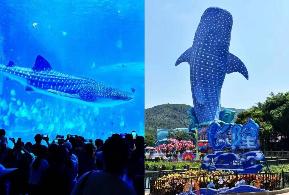 Chimelong Ocean Kingdom,Zhuhai,Chinatour Split image: left shows a spotted whale shark swimming in a blue aquarium with people taking photos; right shows a tall blue whale statue with white spots at a theme park.