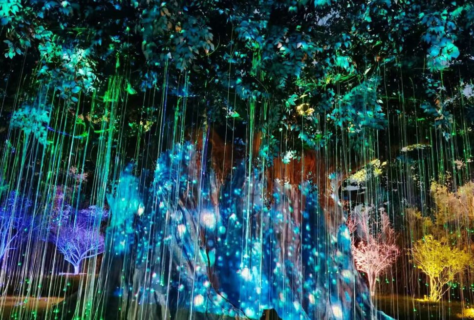 Colorful light installation in a forested area: hanging light strands glow in blue, green, and purple around a large tree.”