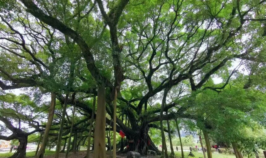 Discover the Best of the Yangshuo Big Banyan Tree Scenic Area