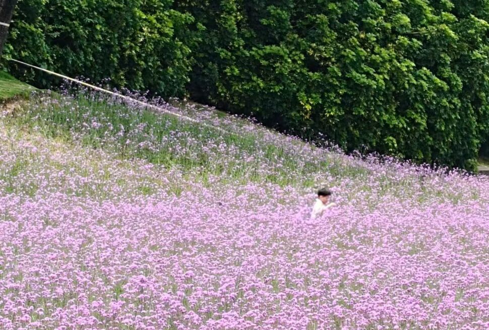 Person wearing a hat stands among a slope of pink flowers with dense green hedges in the background.