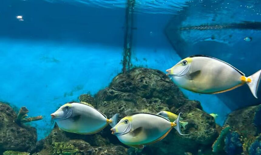 Insider Tips for Enjoying Xiamen Underwater World