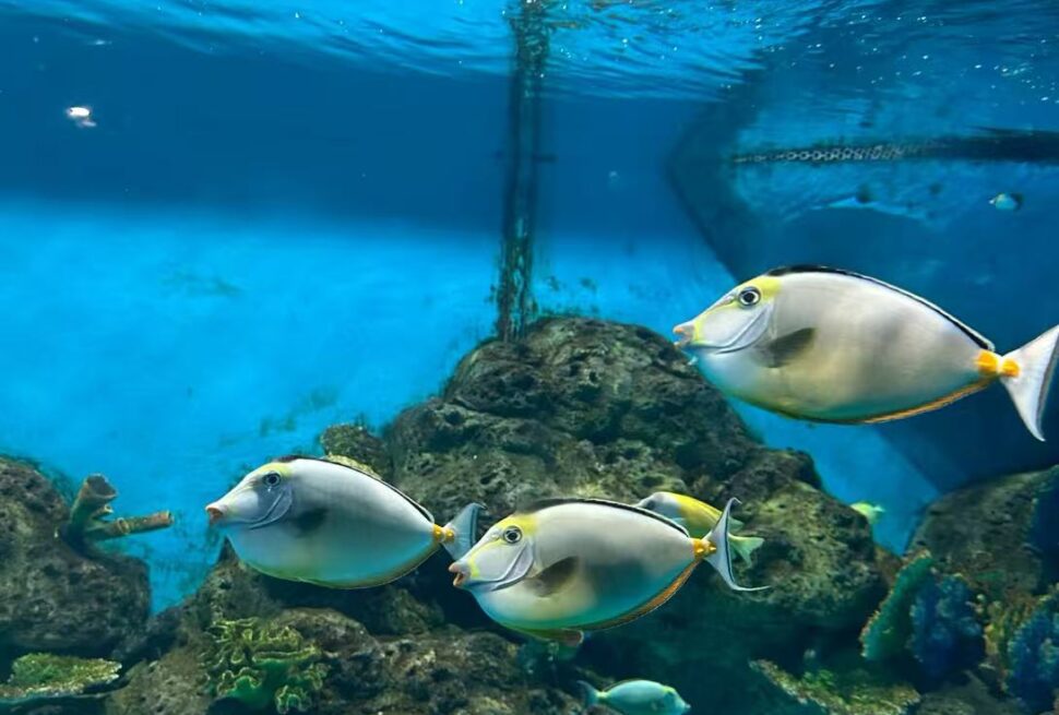 Xiamen Underwater World,Xiamen,Chinatour Three silver-yellow surgeonfish swimming around rocky coral in a blue aquarium tank
