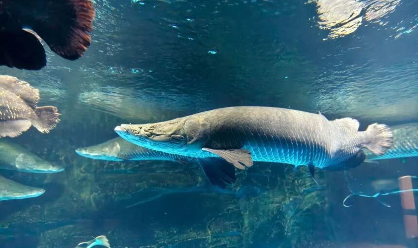 How to Plan the Perfect Day at Guilin Ocean World