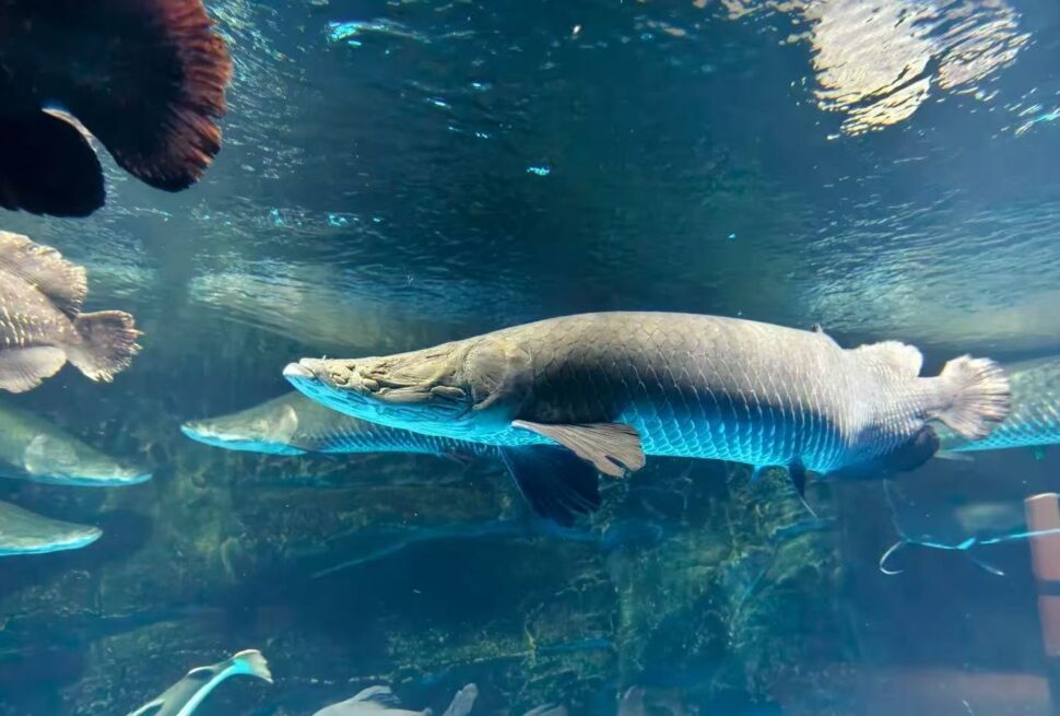 Large long-snouted gar swimming in an aquarium with blue-tinted water and other fish in view in the background.Guilin Ocean World,Guangxi,Chinatravel