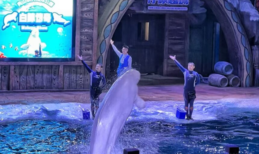 3 Simple Ways to Buy Zhoushan Changqiao Ocean Park Tickets in 2026