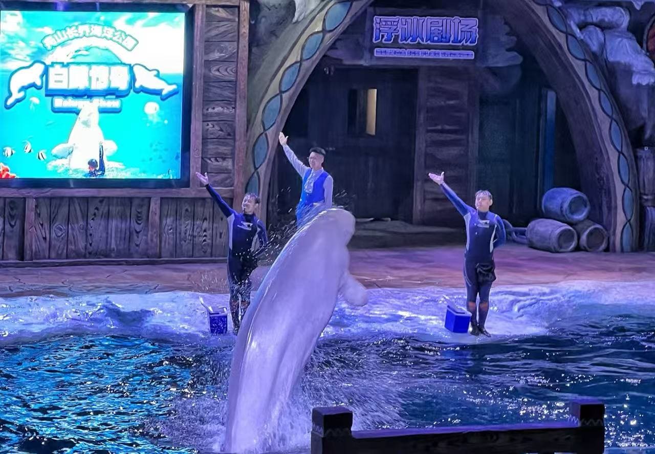 Changqiao Ocean Park,Zhoushan,Chinatour Dolphin leaps out of water during a marine show as three trainers stand on the pool edge with raised arms.