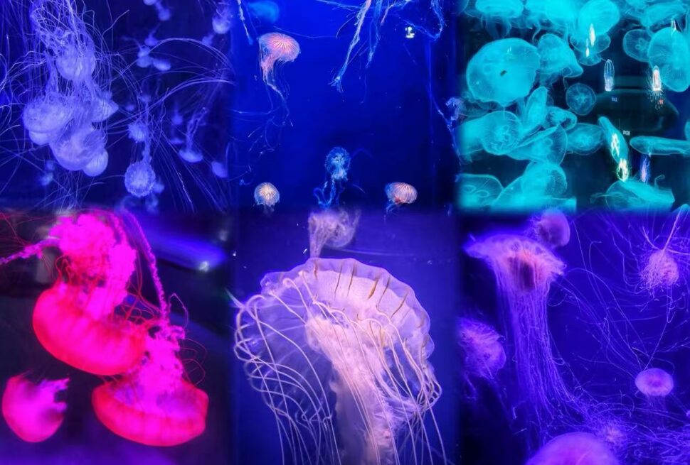 Jellyfish drifting in a dark aquarium illuminated by neon purple, blue, and pink lights.