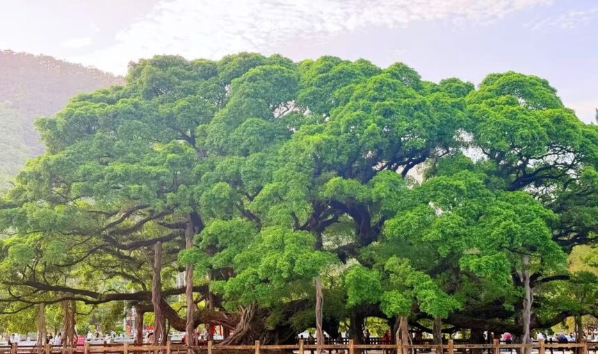 Fuzhou National Forest Park Day Trip Tips and Plan