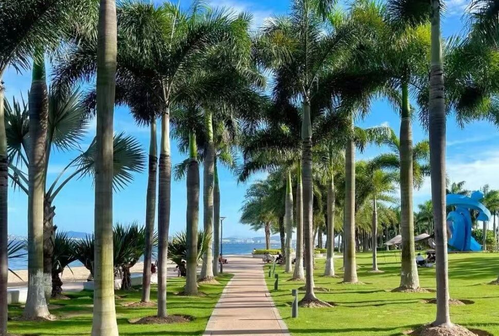 Island Ring Road,Xiamen,Chinatour Palm-lined promenade with a paved path by the beach, leading toward the ocean under a blue sky.