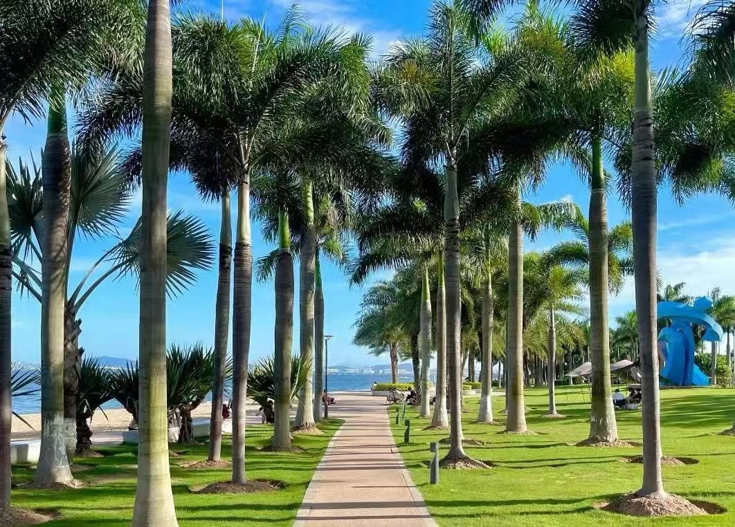 Island Ring Road,Xiamen,Chinatour Palm-lined promenade with a paved path by the beach, leading toward the ocean under a blue sky.