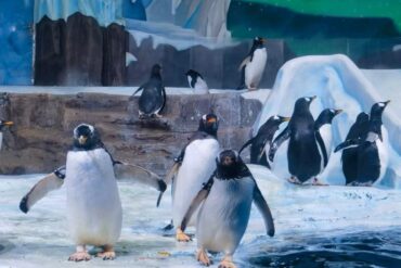 Qingdao Polar Ocean World,Qingdao,Chinatour Group of penguins standing on icy ground near a pool in a snowy, icy exhibit backdrop.