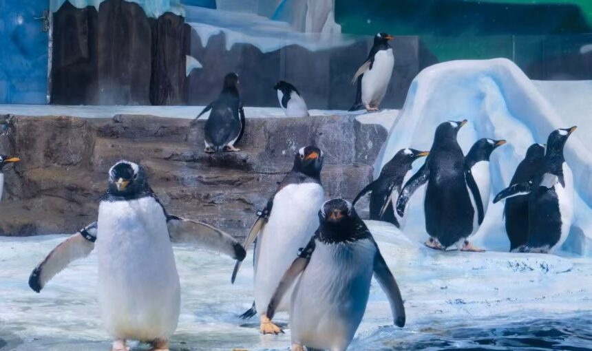 How to Buy Tickets for Qingdao Polar Ocean World in 2026