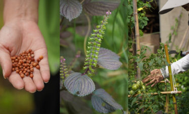 Dali Wellness Retreat,Dali,Chinatour Three-panel crop: left shows a hand holding brown seeds, middle shows a purple-leaved plant with a tall spike of small green flowers, right shows a gardener tending tomato plants with a trellis.