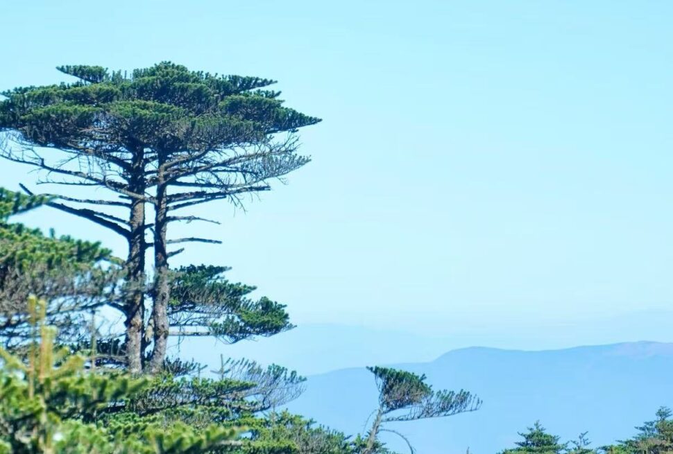 Tall evergreen tree with layered branches on a hillside, against a clear blue sky and distant mountains.Cangshan Mountain,Dali,Yunnan,Chinatravel