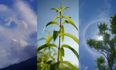 Dali Wellness Retreat,Dali,Chinatour Triptych of nature scenes: left panel a blue sky with clouds over a mountain ridge, center a young plant with bright green leaves against a clear sky, right panel sunlit tree canopy with a rainbow arc.