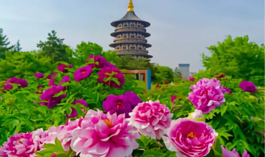 Luoyang Peony Gardens Must-See Spots and Festival Highlights