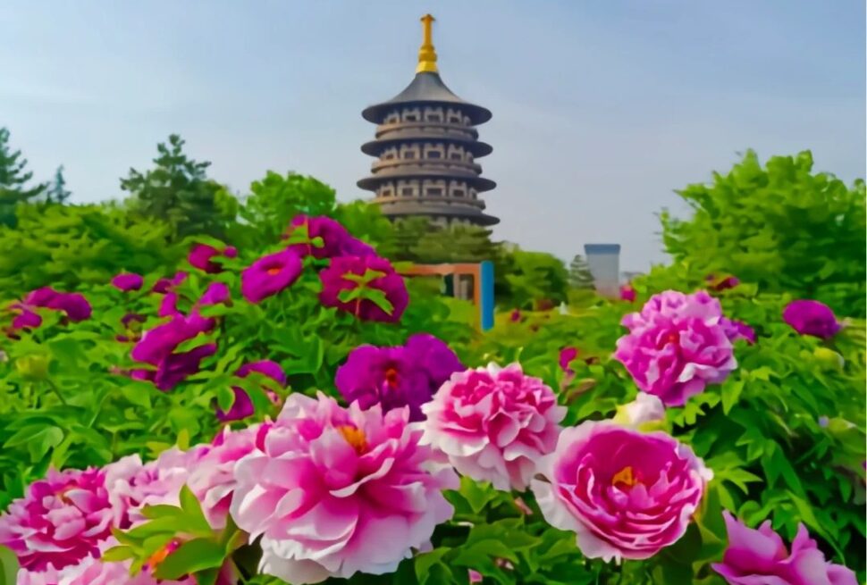 Pagoda rising above a colorful garden bed of pink and magenta peonies on a sunny day.
