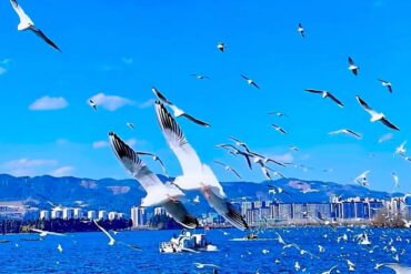 A flock of seagulls flying over a bright blue lake with a city skyline and distant mountains under a clear sky.Dianchi Lake,Kunming,Yunnan,Chinatravel