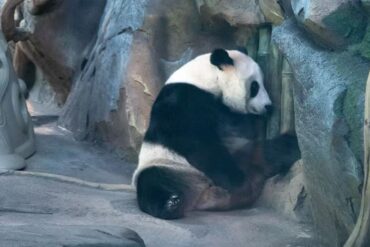 Giant panda resting against a rocky wall in a zoo enclosure, facing to the right/side of the image.Wuhan Zoo and Panda House,Wuhan,Hubei ,Chinatravel