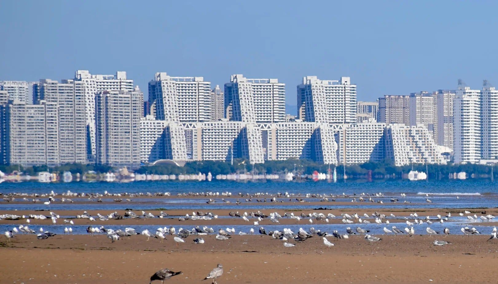 City skyline with tall white apartment buildings along a shoreline, seagulls on the sandy beach in the foreground.Pigeon Nest Park,Qinhuangdao,Hebei,Chinatravel