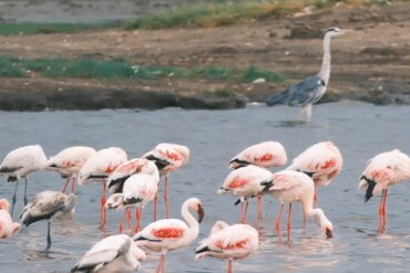 Group of pink flamingos wading in shallow water with a grey heron standing in the background.Qinhuangdao Safari Park,Qinhuangdao,Hebei,Chinatravel
