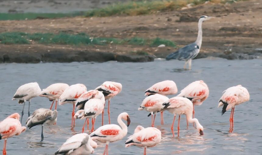 Qinhuangdao Safari Park Ticket Booking Guide for Families and Travelers