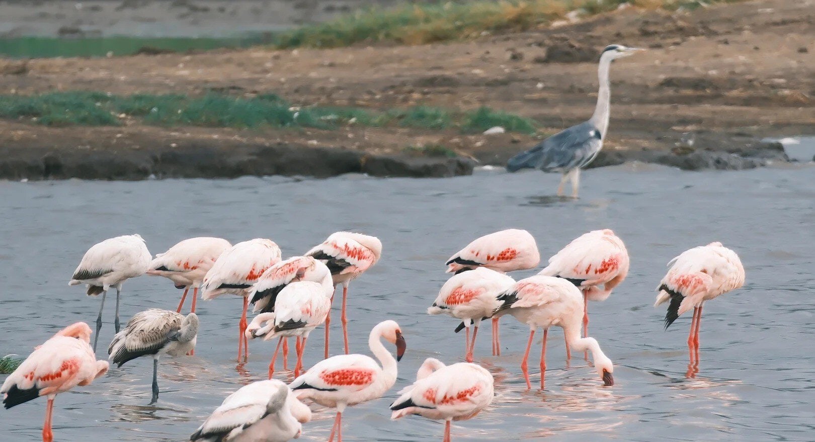 Group of pink flamingos wading in shallow water with a grey heron standing in the background.Qinhuangdao Safari Park,Qinhuangdao,Hebei,Chinatravel