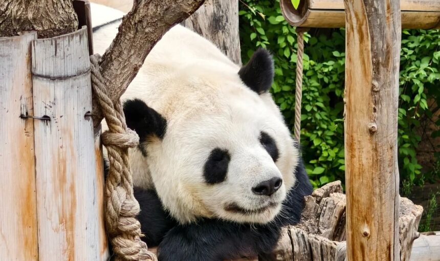 Planning Your Day at Qinghai-Tibet Plateau Wildlife Park